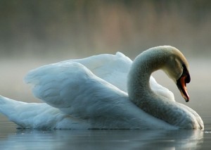 Swan